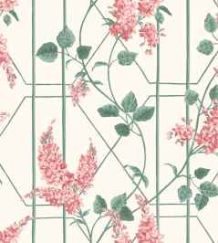 Wisteria Wallpaper by Cole & Son Coral & Sage on Parchment Wisteria Wallpaper by Cole & Son Coral & Sage on Parchment