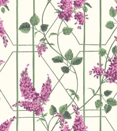 Wisteria Wallpaper by Cole & Son Magenta & Leaf Green on White Wisteria Wallpaper by Cole & Son Magenta & Leaf Green on White