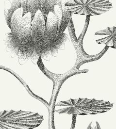 Lily Wallpaper by Cole & Son 20 Lily Wallpaper by Cole & Son 20