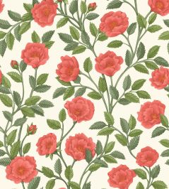 Hampton Roses Wallpaper by Cole & Son Rouge Spring Hampton Roses Wallpaper by Cole & Son Rouge Spring