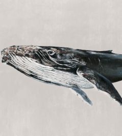 Humpback Whale Mural by Coordonne Grey Humpback Whale Mural by Coordonne Grey