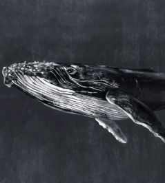 Humpback Whale Mural by Coordonne Night Humpback Whale Mural by Coordonne Night