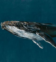 Humpback Whale Mural by Coordonne Ocean Humpback Whale Mural by Coordonne Ocean