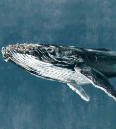 Humpback Whale Mural by Coordonne Vintage Humpback Whale Mural by Coordonne Vintage