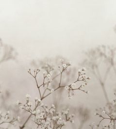 Julia Mural by Sandberg Blush Julia Mural by Sandberg Blush