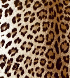 Leopard Fabric by Arley House Bronze Leopard Fabric by Arley House Bronze