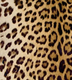 Leopard Fabric by Arley House Golden Leopard Fabric by Arley House Golden