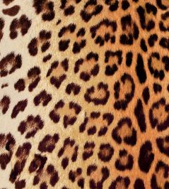 Leopard Fabric by Arley House Summer Leopard Fabric by Arley House Summer