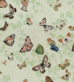 Magic Butterflies Wallpaper by Coordonne Maca Magic Butterflies Wallpaper by Coordonne Maca