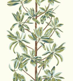 Mangrove Tree Wallpaper by Thibaut Sage Mangrove Tree Wallpaper by Thibaut Sage