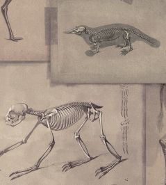 Zooarchaeology Wallpaper by MINDTHEGAP Brown Zooarchaeology Wallpaper by MINDTHEGAP Brown