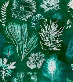 Algae Wallpaper by MINDTHEGAP Moss Algae Wallpaper by MINDTHEGAP Moss