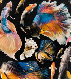 Goldfish Wallpaper by MINDTHEGAP Anthracite Goldfish Wallpaper by MINDTHEGAP Anthracite