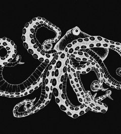 Octopus X-Ray Mural by Coordonne Black Octopus X-Ray Mural by Coordonne Black