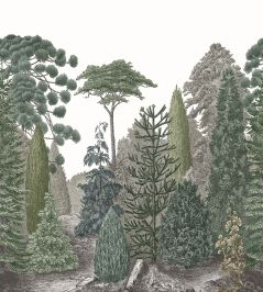 Pinede Mural by Casadeco Vert Pin Pinede Mural by Casadeco Vert Pin