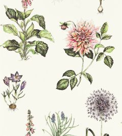 Roseraie Wallpaper by Clarke & Clarke Summer Roseraie Wallpaper by Clarke & Clarke Summer