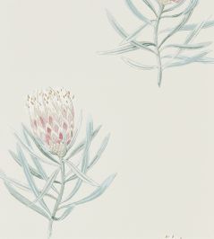 Protea Flower Wallpaper by Sanderson Porcelain / Blush Protea Flower Wallpaper by Sanderson Porcelain / Blush