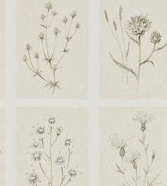Little Thistles Wallpaper by Sanderson Ecru Little Thistles Wallpaper by Sanderson Ecru