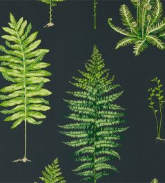 Fernery Wallpaper by Sanderson Botanical Green/Charcoal Fernery Wallpaper by Sanderson Botanical Green/Charcoal