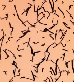 Scribble Wallpaper by Kirkby Design Amber Scribble Wallpaper by Kirkby Design Amber