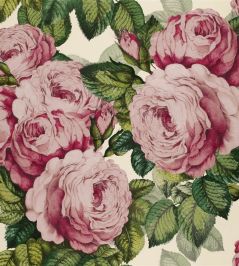 The Rose Wallpaper by Designers Guild Tuberose The Rose Wallpaper by Designers Guild Tuberose