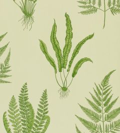 Woodland Ferns Wallpaper by Sanderson Green Woodland Ferns Wallpaper by Sanderson Green
