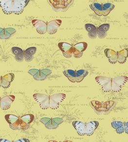 Butterfly Studies Wallpaper by Designers Guild Mimosa Butterfly Studies Wallpaper by Designers Guild Mimosa