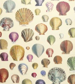 Captain Thomas Browns Shells Wallpaper by Designers Guild Sepia