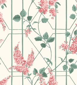 Wisteria Wallpaper by Cole & Son Coral & Sage on Parchment Wisteria Wallpaper by Cole & Son Coral & Sage on Parchment