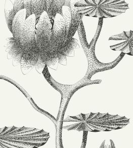 Lily Wallpaper by Cole & Son 20 Lily Wallpaper by Cole & Son 20