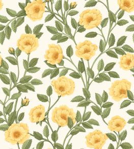 Hampton Roses Wallpaper by Cole & Son Marigold Hampton Roses Wallpaper by Cole & Son Marigold