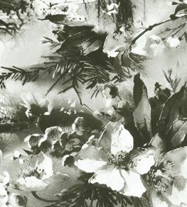 Brume Wallpaper by Jean Paul Gaultier Ecru / Noir