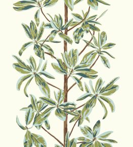 Mangrove Tree Wallpaper by Thibaut Sage Mangrove Tree Wallpaper by Thibaut Sage