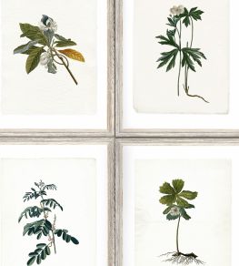 Botany Wallpaper by MINDTHEGAP Green,Grey Botany Wallpaper by MINDTHEGAP Green,Grey