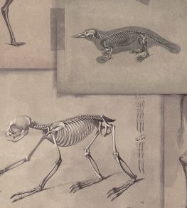 Zooarchaeology Wallpaper by MINDTHEGAP Brown Zooarchaeology Wallpaper by MINDTHEGAP Brown