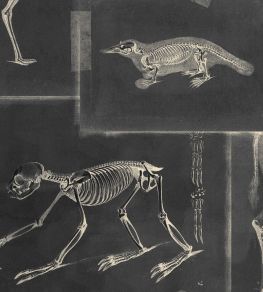 Zooarchaeology Wallpaper by MINDTHEGAP Anthracite Zooarchaeology Wallpaper by MINDTHEGAP Anthracite