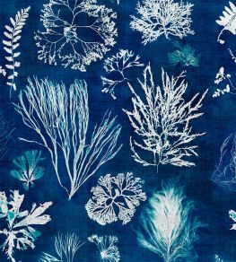 Algae Wallpaper by MINDTHEGAP Navy Blue Algae Wallpaper by MINDTHEGAP Navy Blue
