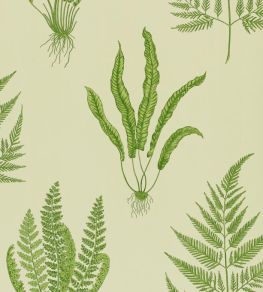 Woodland Ferns Wallpaper by Sanderson Green